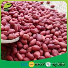 Les grains d&#39;arachide de la peau rouge de Chine 50/60